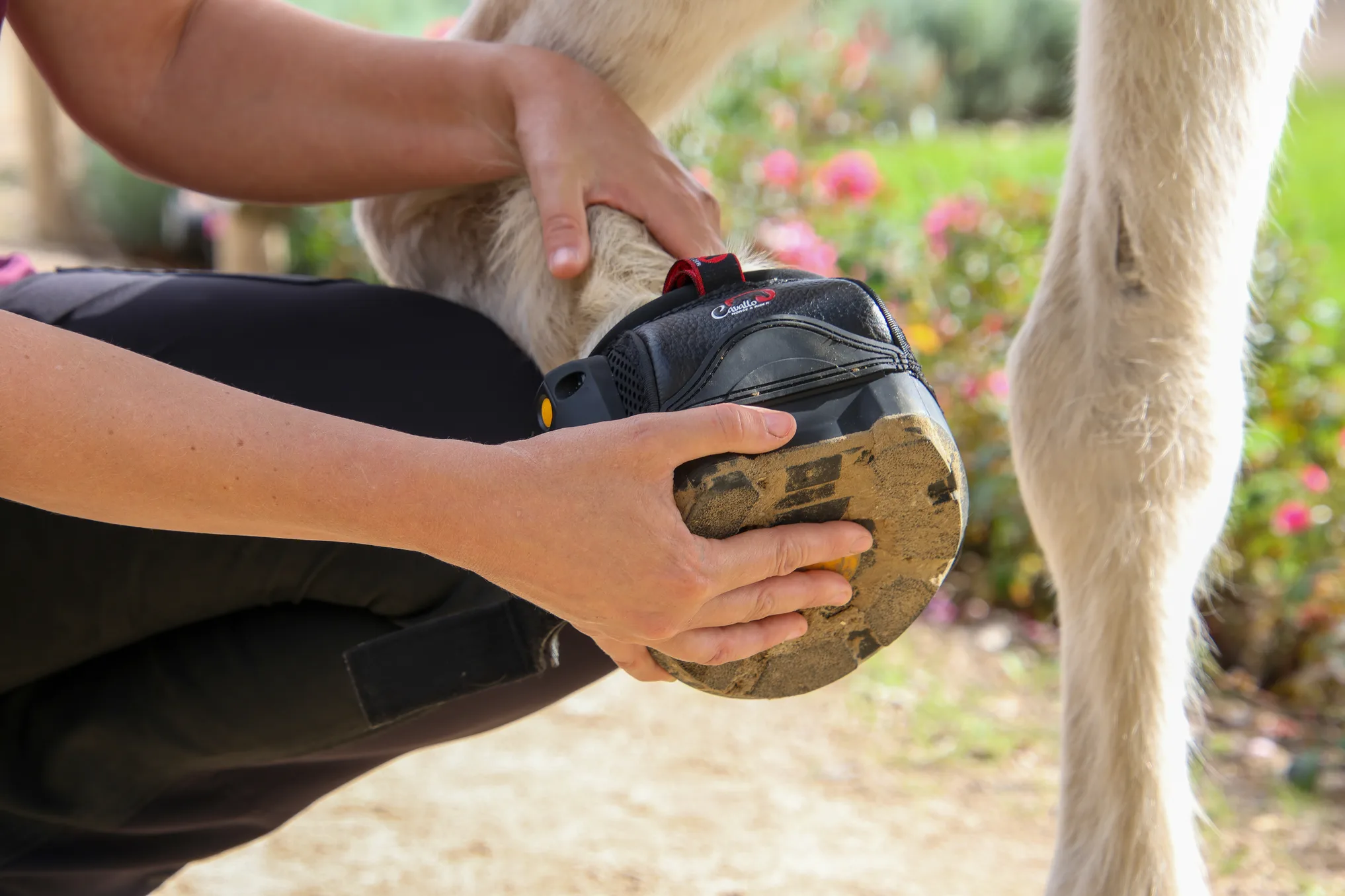Nadine zieht einem Pferd einen Hufschuh mit Bewegungssensor an