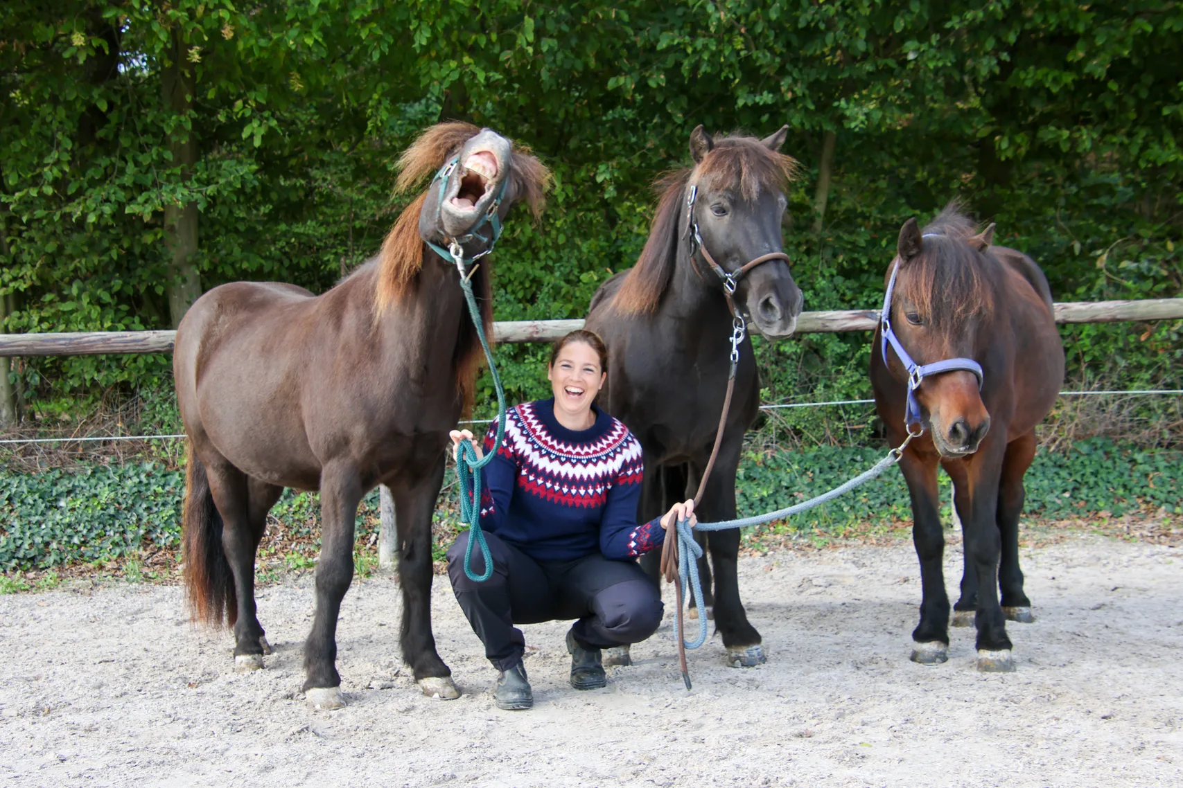 Nadine hockt lachend zwischen drei Islandpferden