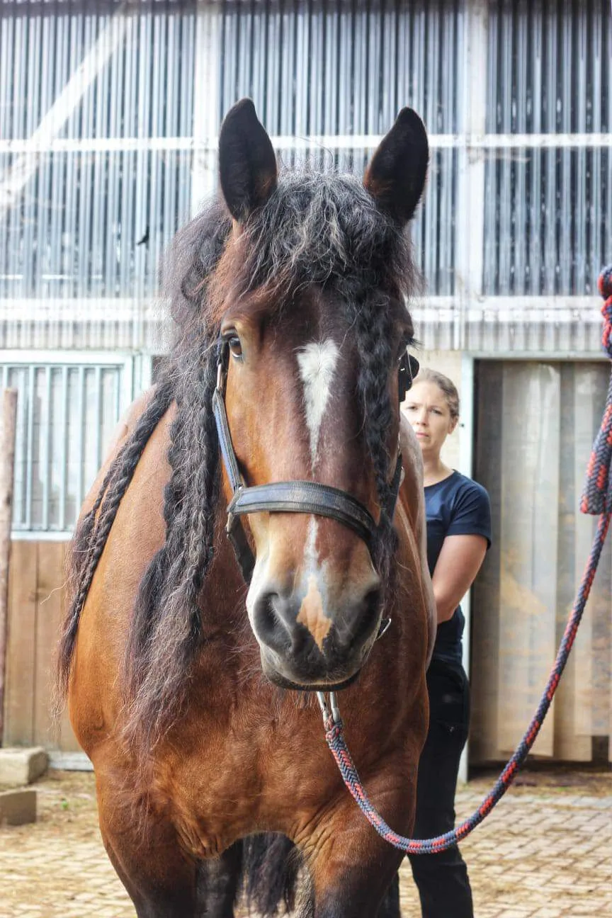 Ein junges braunes Pferd mit Blesse im Stall