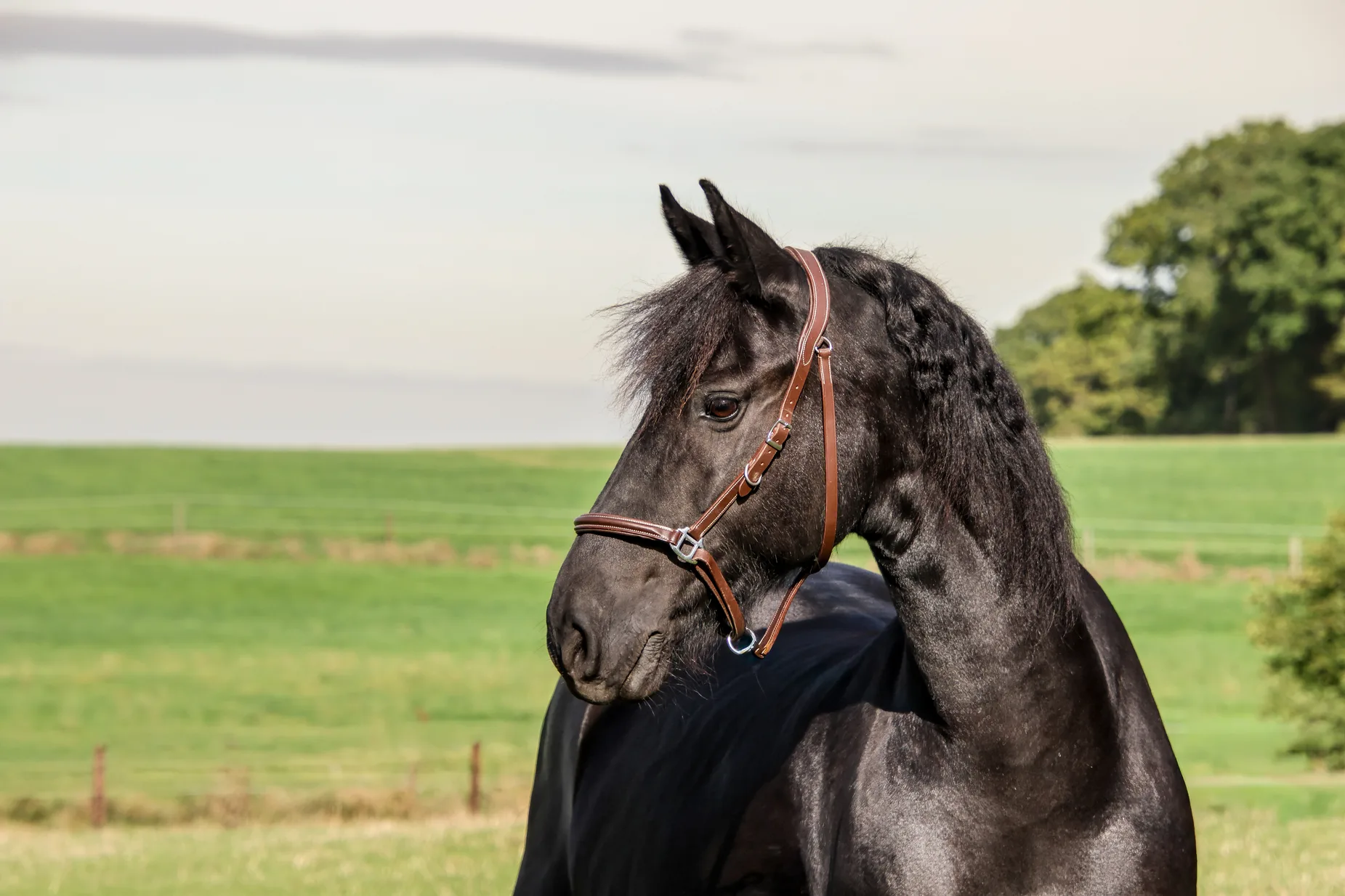 Ein schwarzer Friese mit Trense auf der Weide