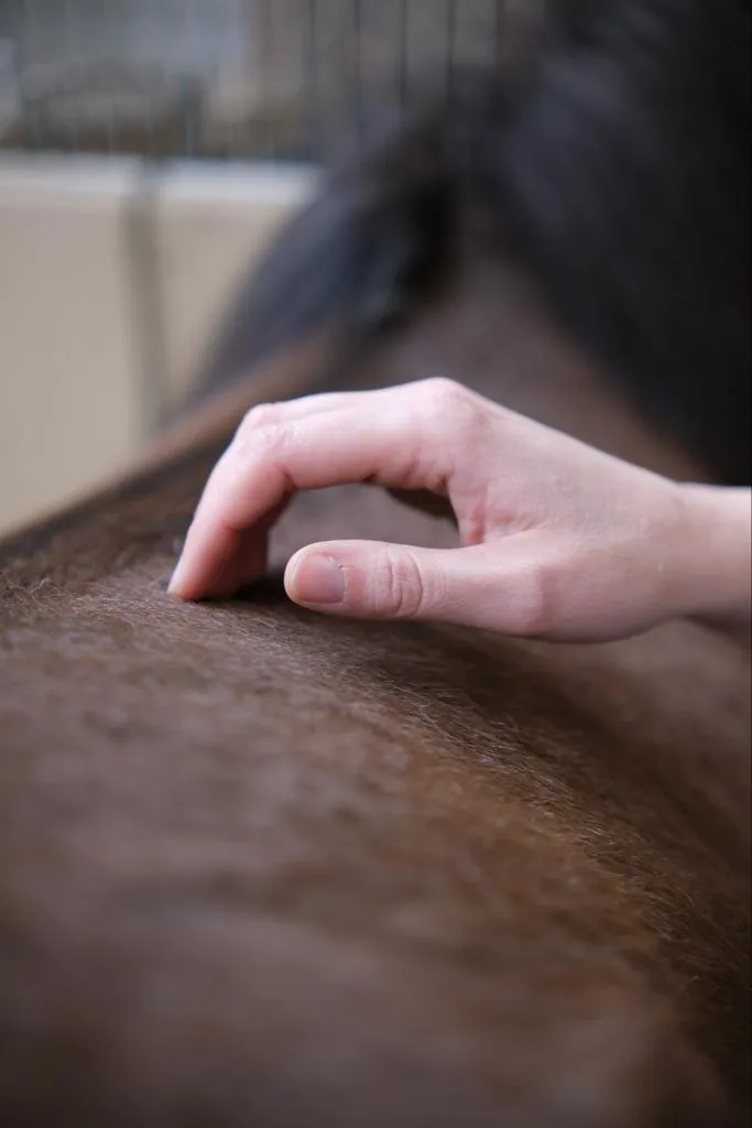 Nadines Hand löst sanft eine Verspannung am Pferdekörper