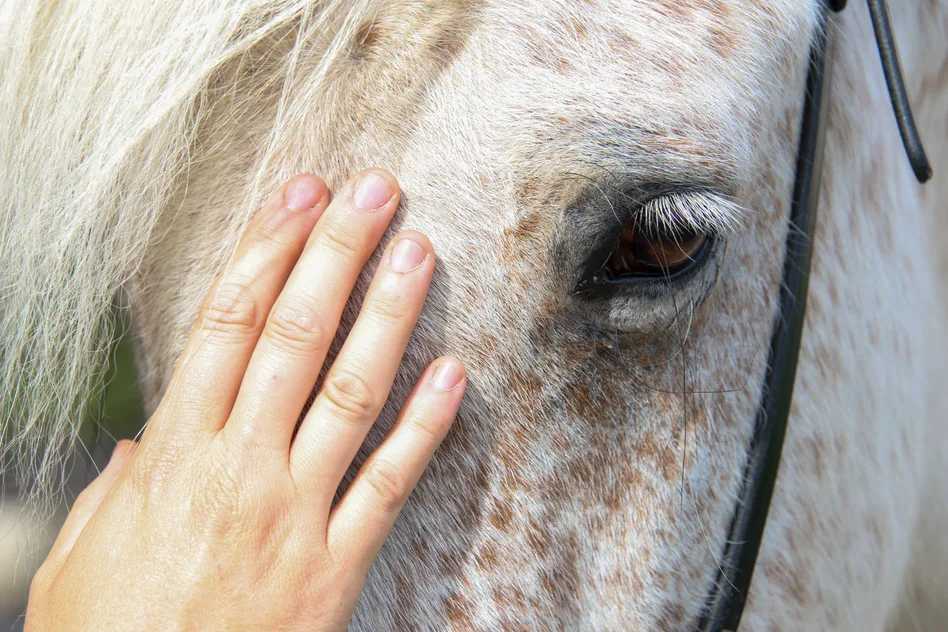 Nadines Hand liegt ruhig am Kopf eines getupften Schimmels