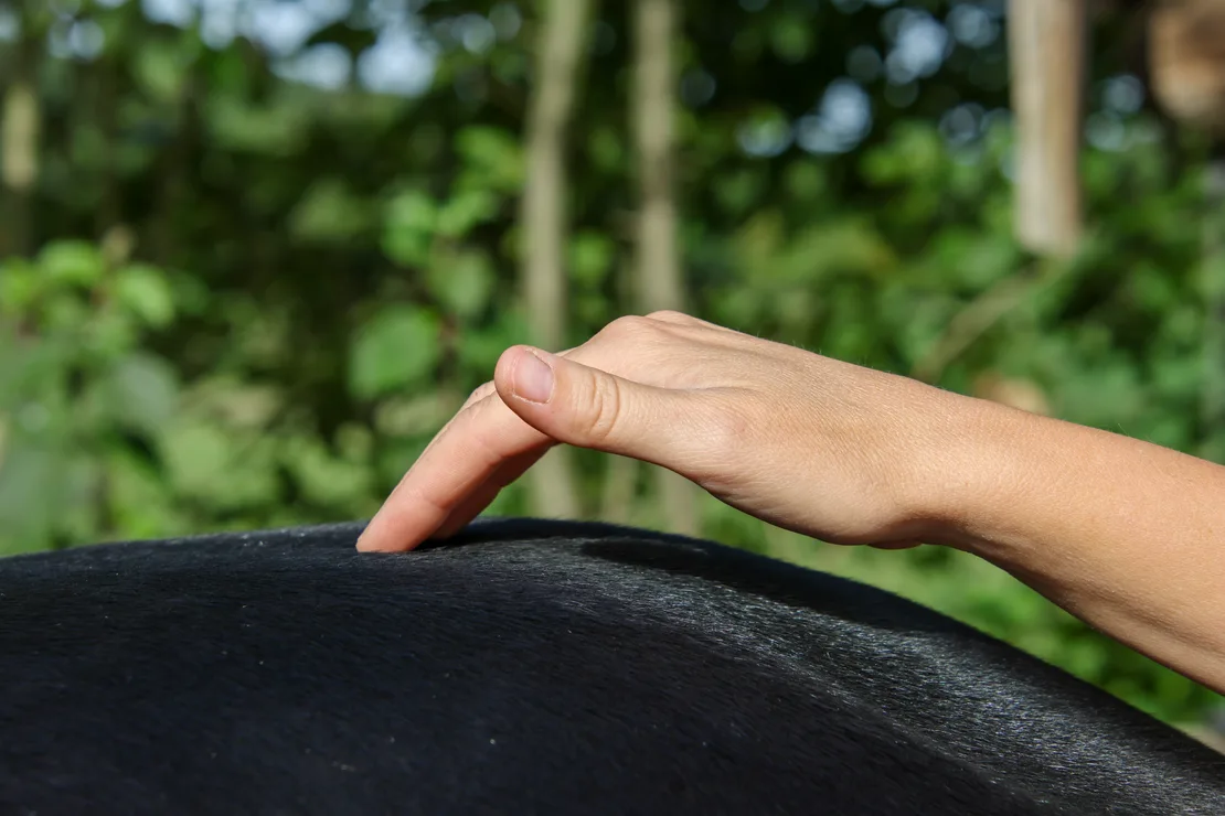 Nadines Hand liegt leicht auf dem Rücken eines dunklen Pferdes