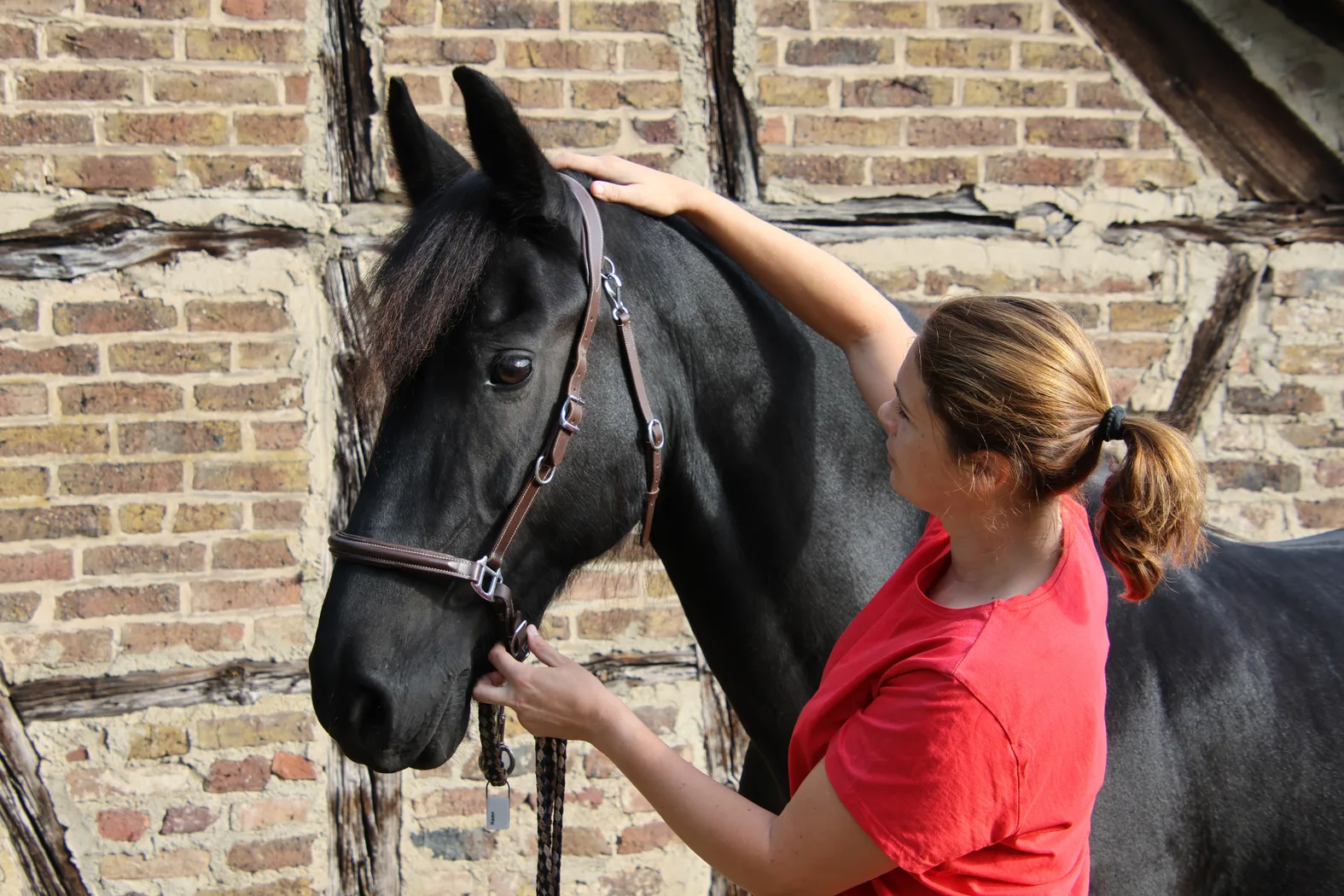 Nadine Lohmann legt die Hand an den Kopf eines Friesen vor einer Backsteinwand