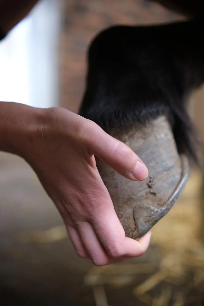 Eine Hand hält den Huf eines Pferdes